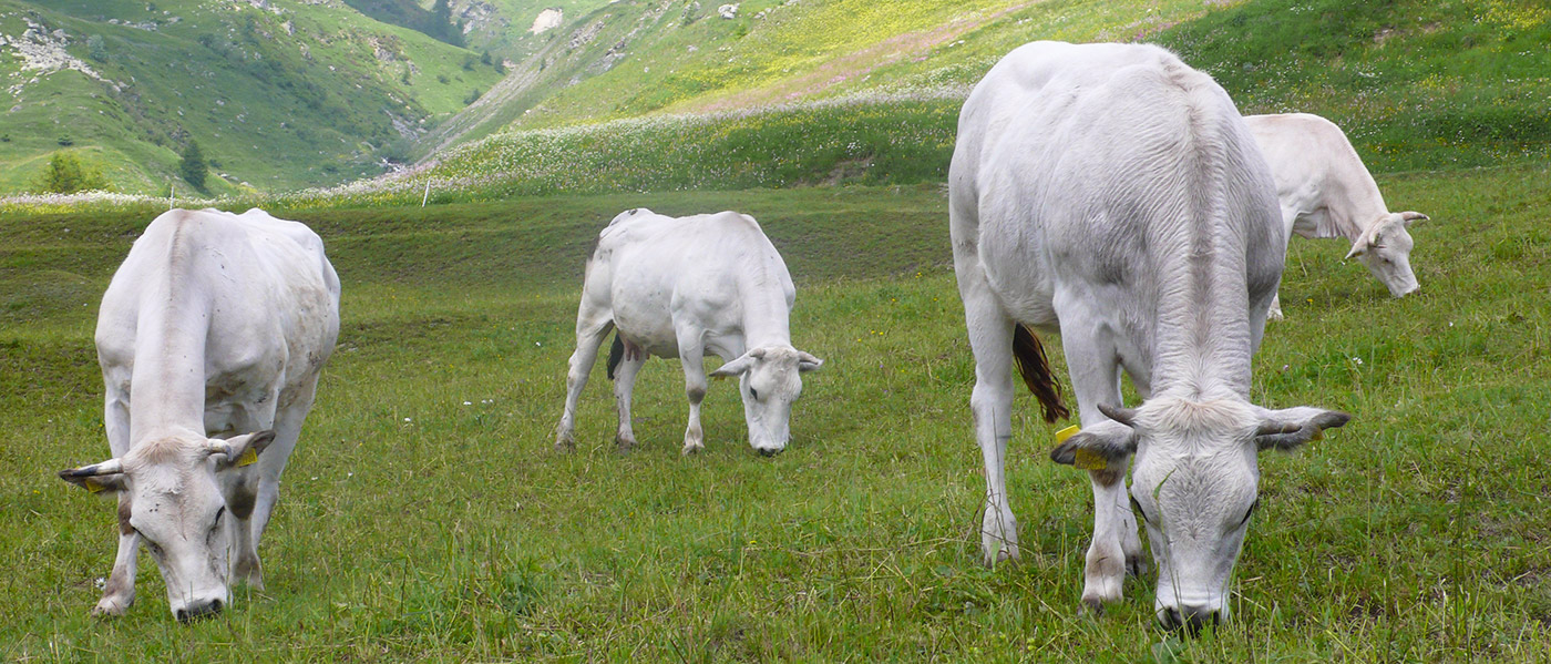 Bovini Razza Piemontese